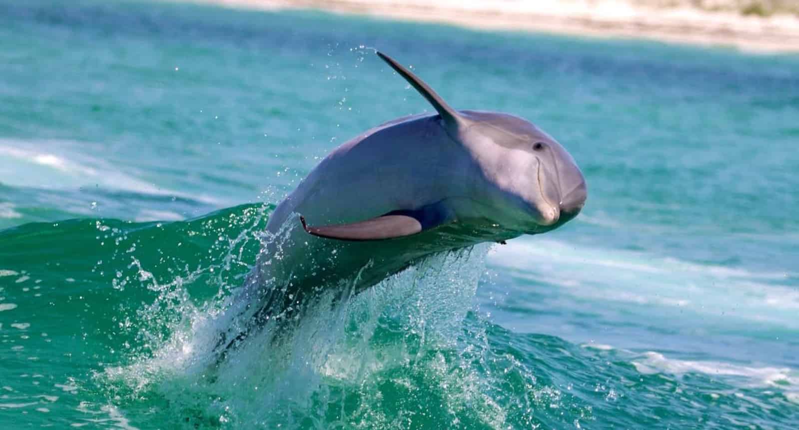 Panama-City-Beach-Shell-Island-and-Dolphin-Tour-with-Marine-Biology-Guide