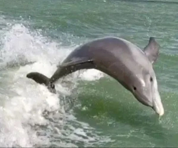Private Dolphin & Wildlife Tour