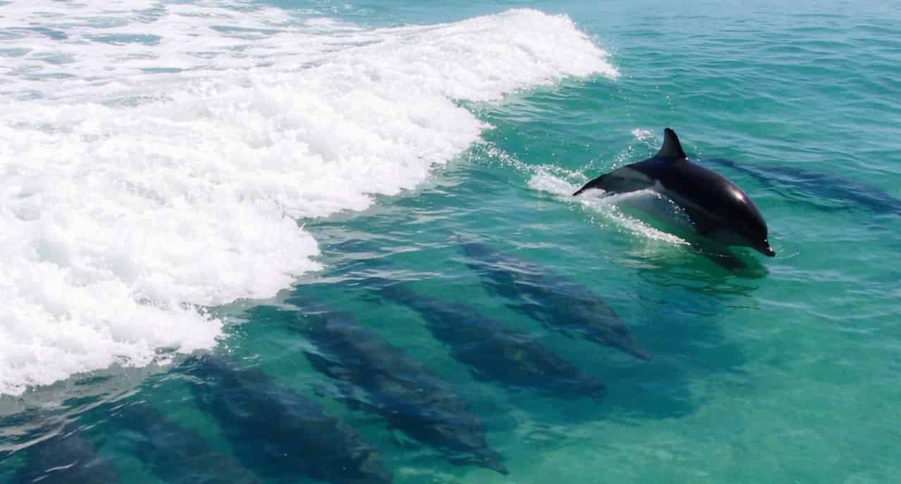 Panama-City-Beach-Dolphin-Boat-Cruise