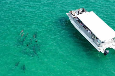 Panama City Beach: Dolphin Boat Cruise