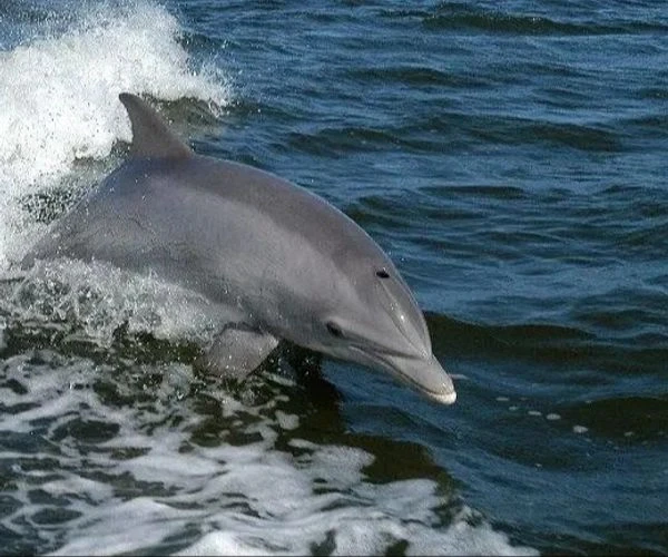 Public Dolphin & Wildlife Tour