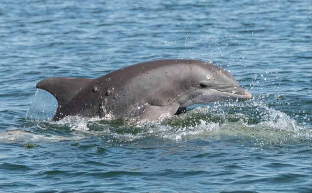 Fort-Walton-Beach-Afternoon-Harbor-and-Dolphin-Cruise