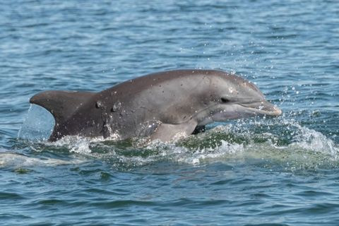 Fort Walton Beach: Afternoon Harbor & Dolphin Cruise