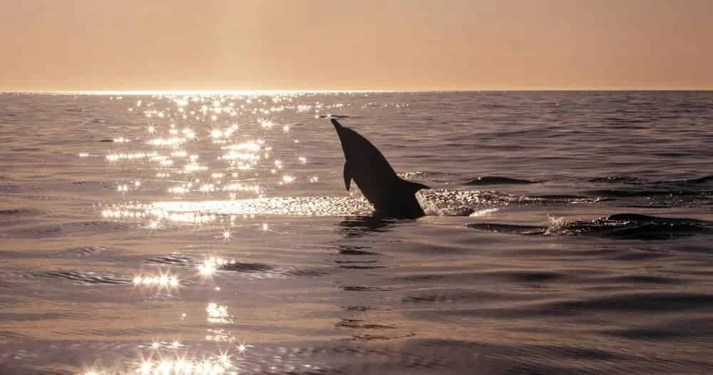 Sunset-Dolphin-Cruise-Aboard-the-Original-Sea-Blaster