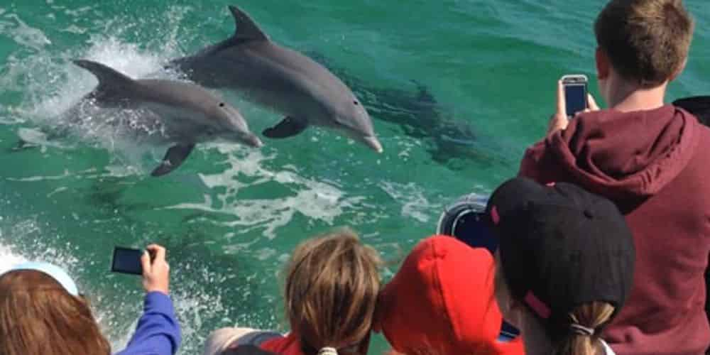 Premier Dolphin Cruise