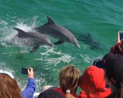 Pensacola Beach Dolphin Cruise