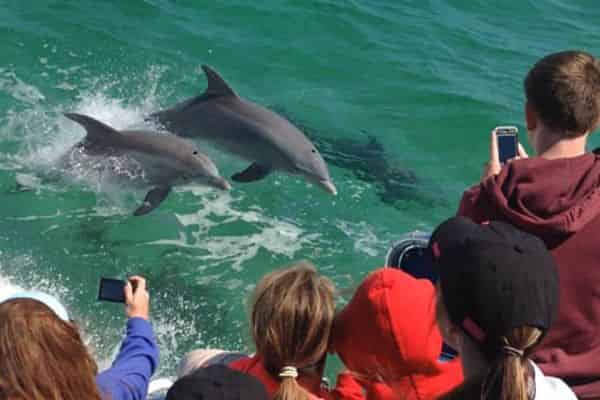 Pensacola-Beach-Dolphin-Cruise