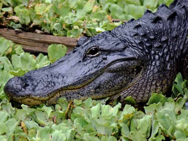 alligator sunbathing at honey island swamp louisiana