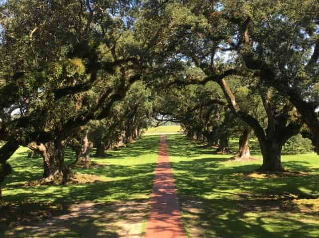 oak alley plantation tour oak trees on tour