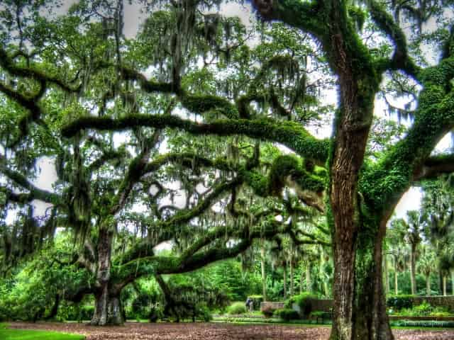 brookegreen gardens in myrtle beach