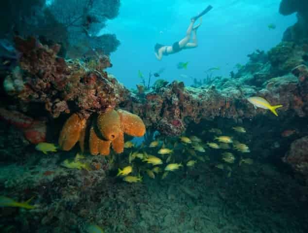 snorkeling at a coral reef in the florida keys