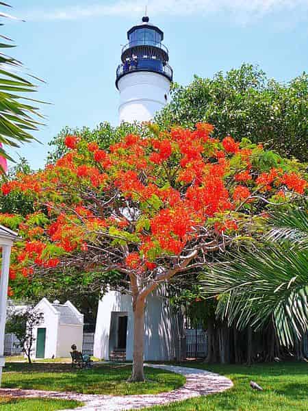 key west lighthouse with flowers blooming
