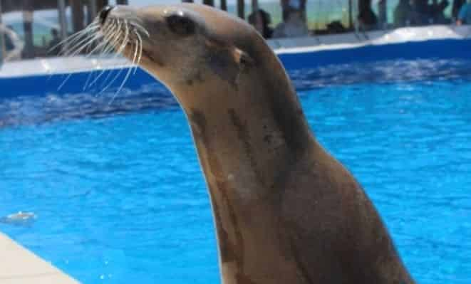 sea lion gulfarium