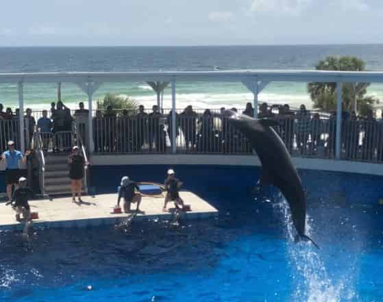 gulfarium dolphin show traveler story