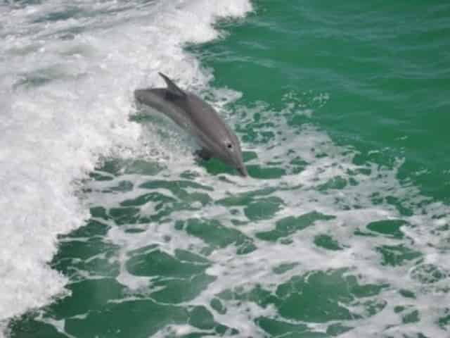 dolphin tour in st petersburg