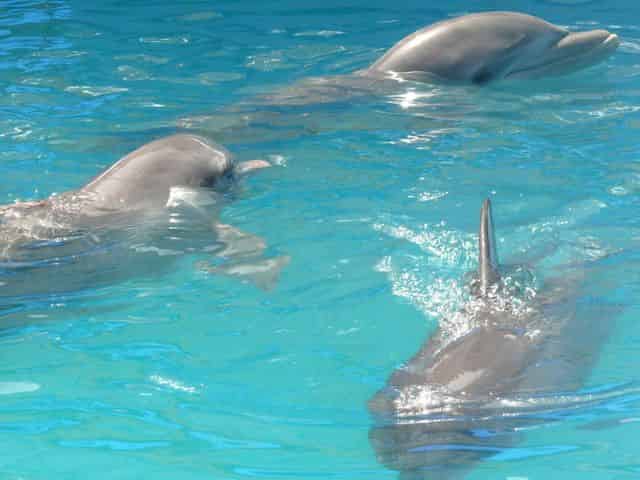 dolphins in destin florida