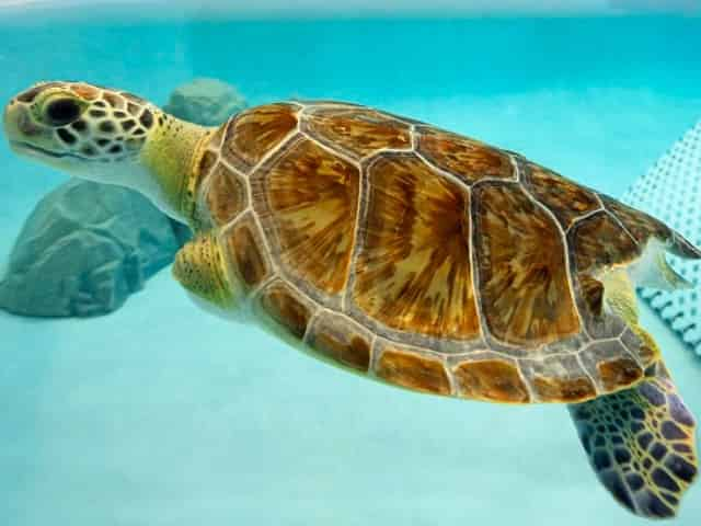 turtle at the Navarre Beach Sea Turtle Conservation Center