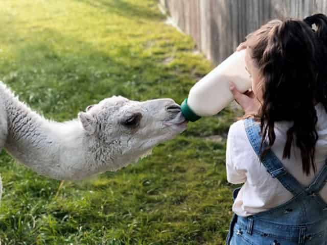 animal feeding at the Gulf Breeze Zoo