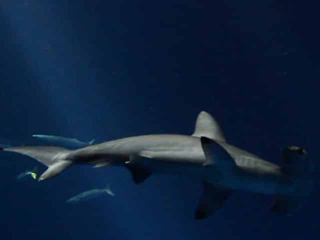 information about hammerheads