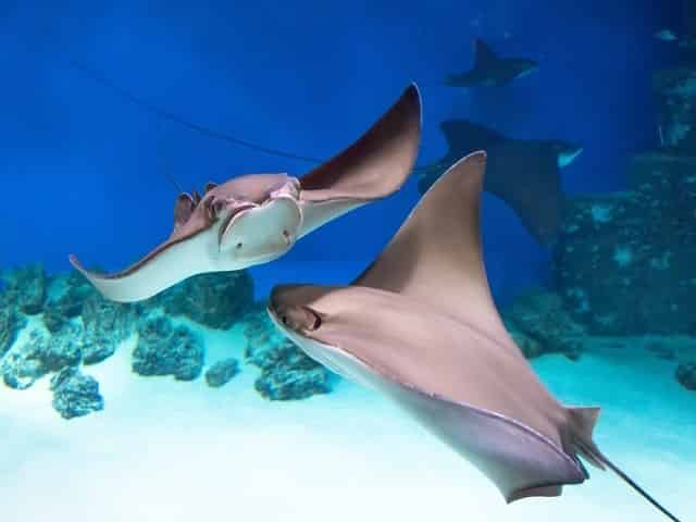 The Hammer Head's favorite food is stingrays 10 Things You Should Know about Hammerhead Sharks
