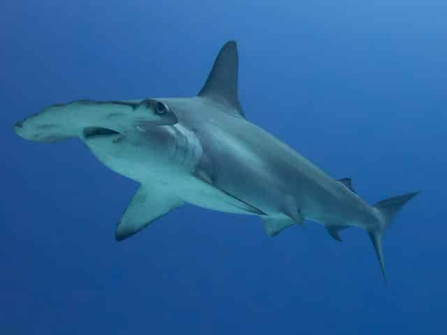 facts about hammerhead sharks