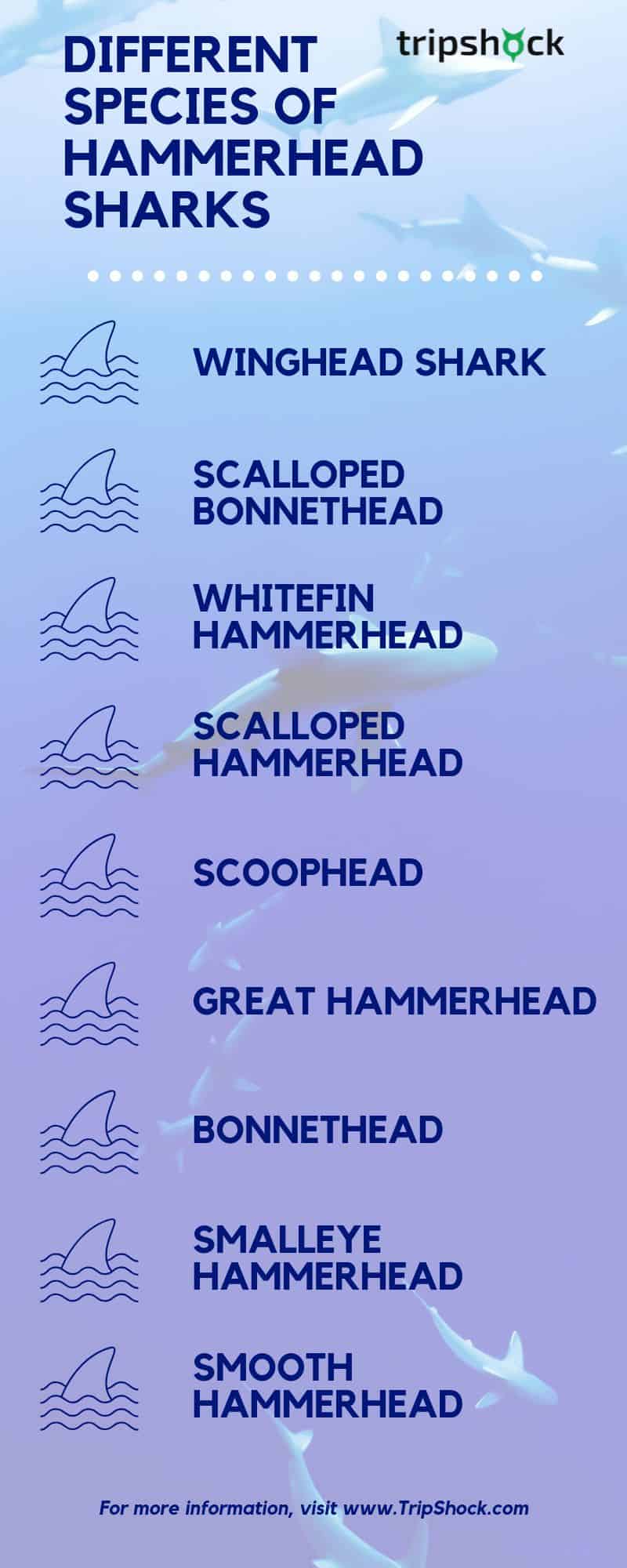different types of hammerhead sharks