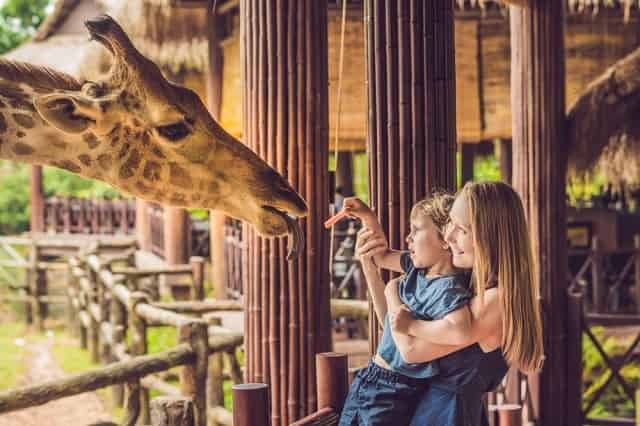 Mother and son feeding giraffe at zoo