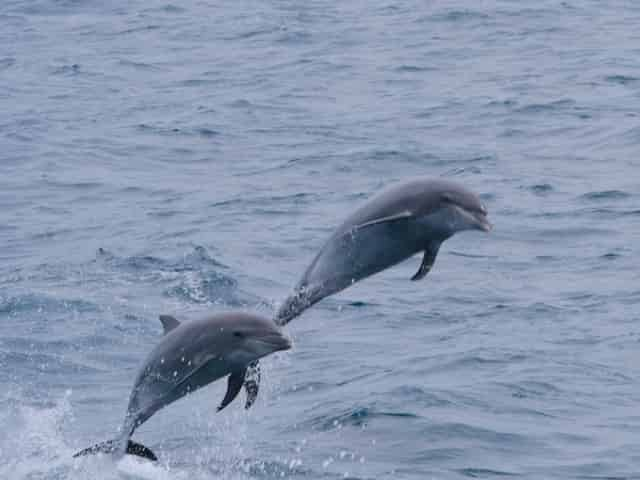 dolphin cruise in Murrells Inlet, SC