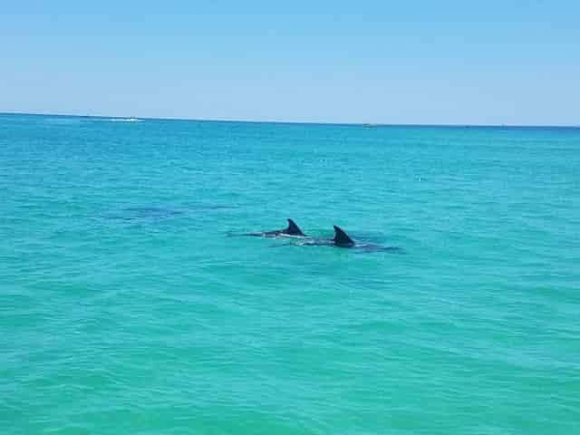 dolphins in clearwater, fl