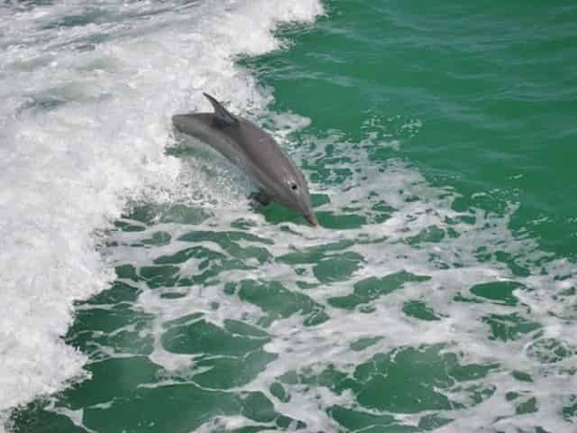 dolphins swimming in clearwater, fl