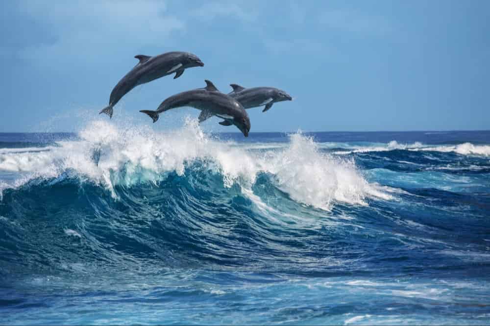 Dolphins jumping over waves