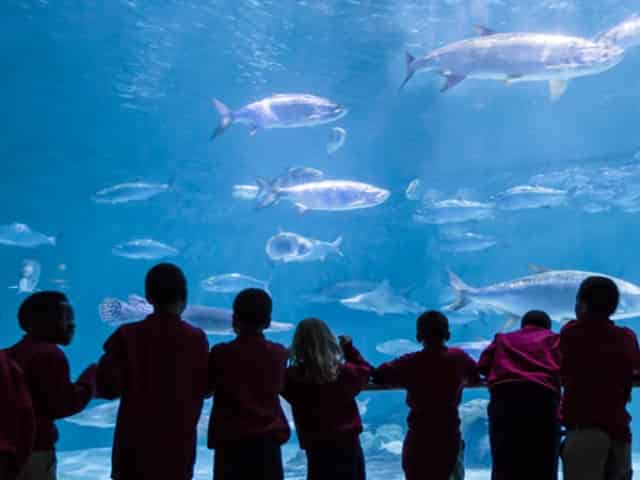 toddlers at the new orleans aquarium