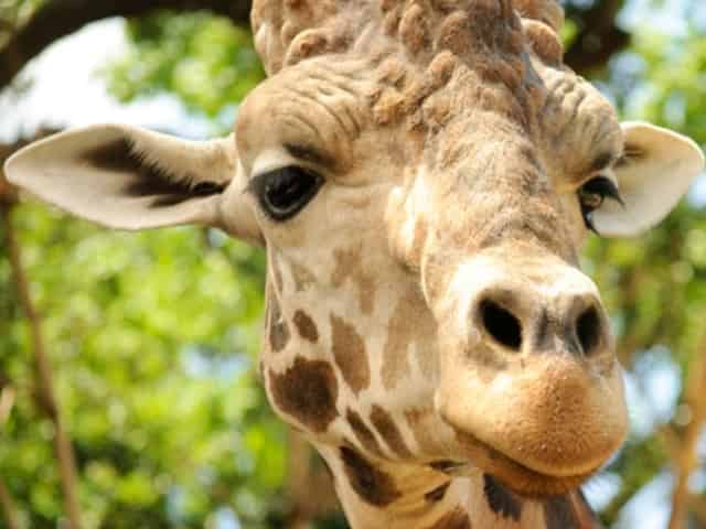 giraffe at the global wildlife center in nola