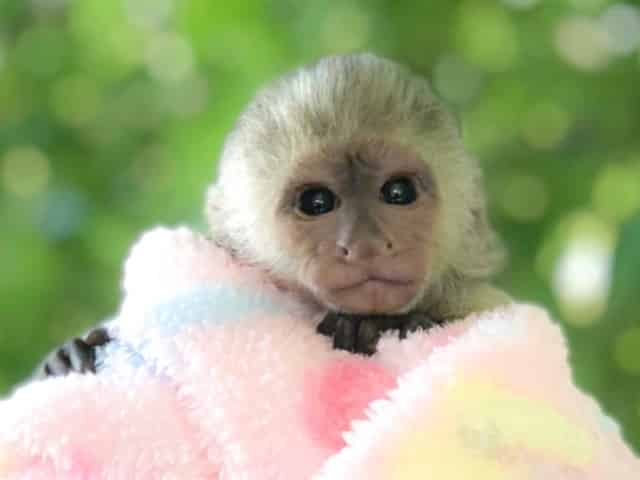 monkey at the alabama gulf coast zoo