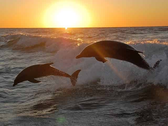 sunset cruise in gulf shores, alabama