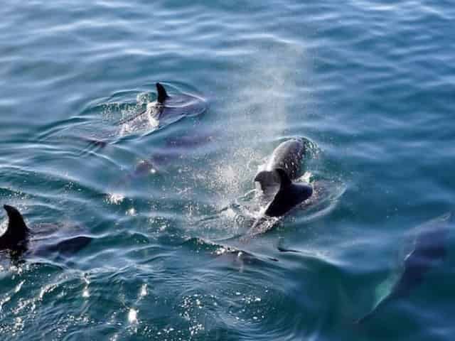 gulf shores dolphin tour