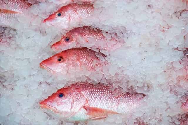 Fish on ice 2022 Florida Red Snapper Season Guidelines