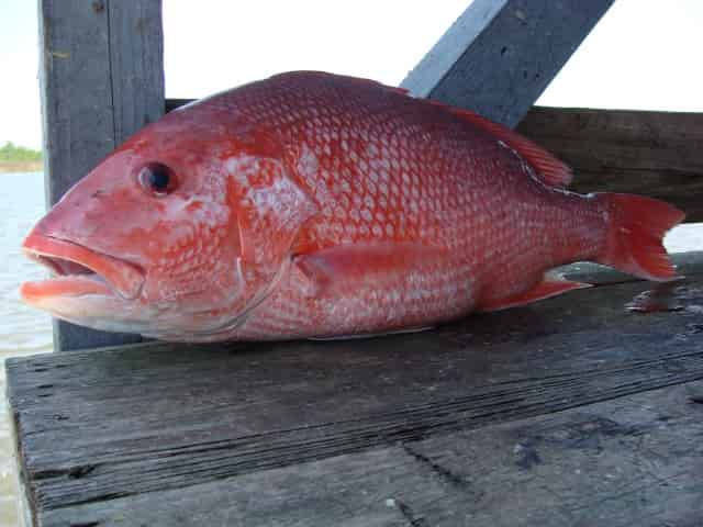 gulf red snapper