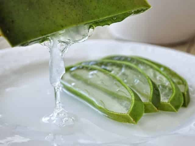 Aloe vera plant