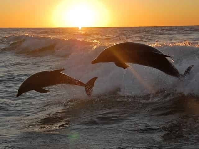 dolphins spotted on a dolphin tour in pcb