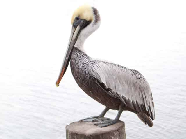 pelican in panama city beach fl