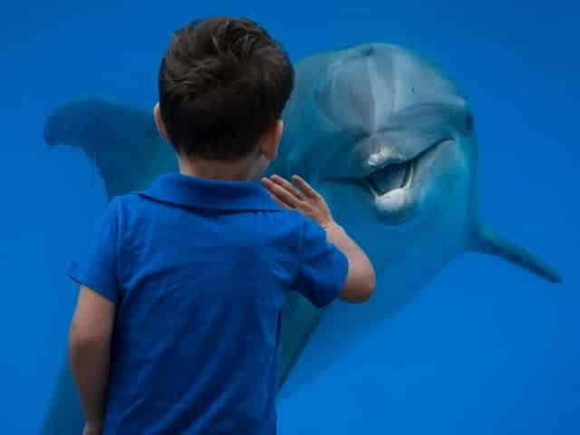 dolphin encounter at gulf world marine park