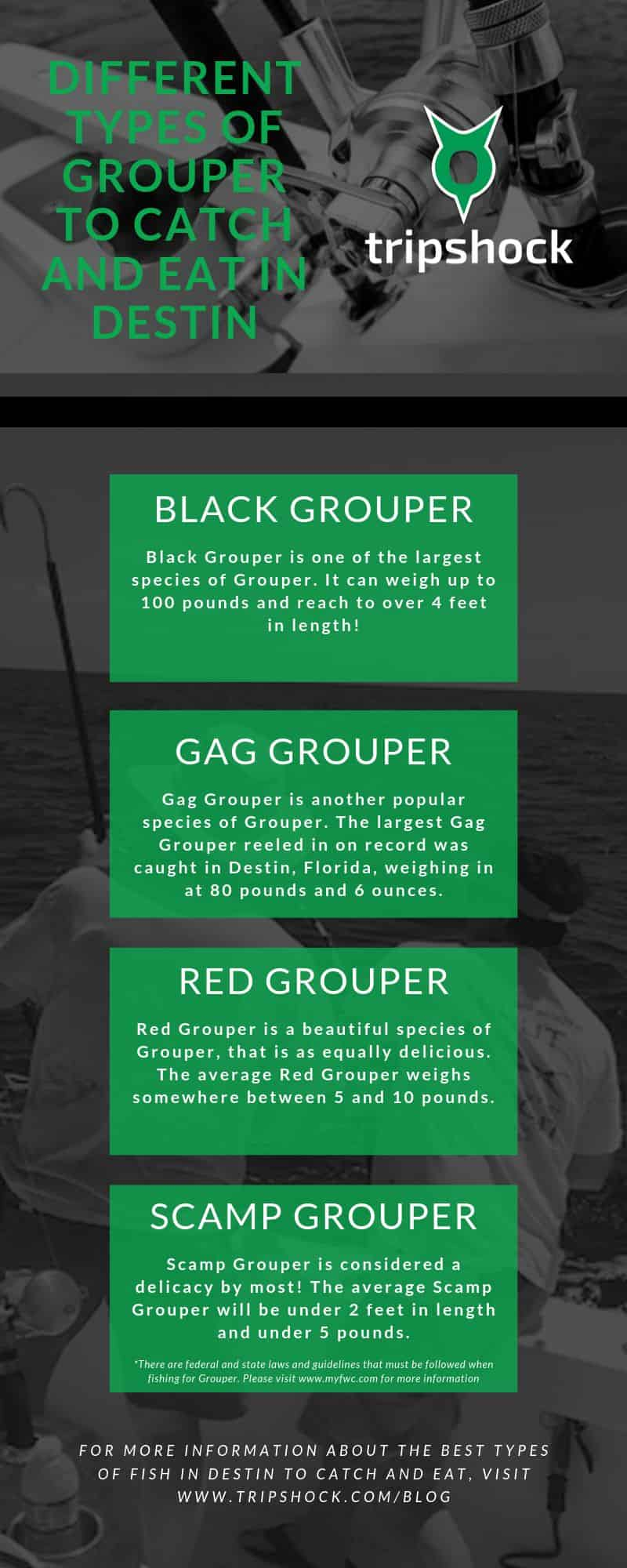 different types of grouper to catch and eat in destin