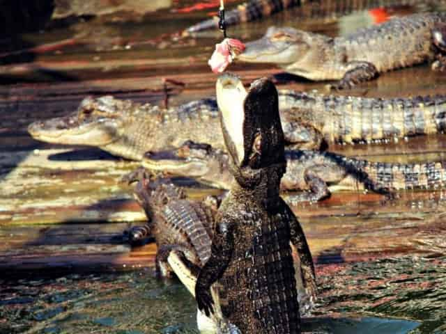 gator beach at fudpuckers in destin