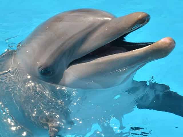 Dolphin at Gulfarium Marine Adventure Park 5 Favorite Romantic Things to do in Pensacola