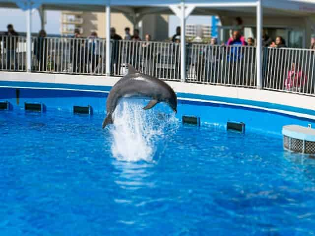 gulfarium marine adventure park shows