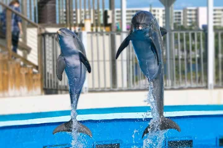 Gulfarium Animals and Exhibits; PLUS 5 Fun Reasons to Visit!