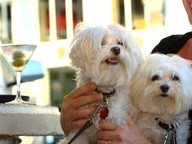 dog on a 30A vacation at a restaurant