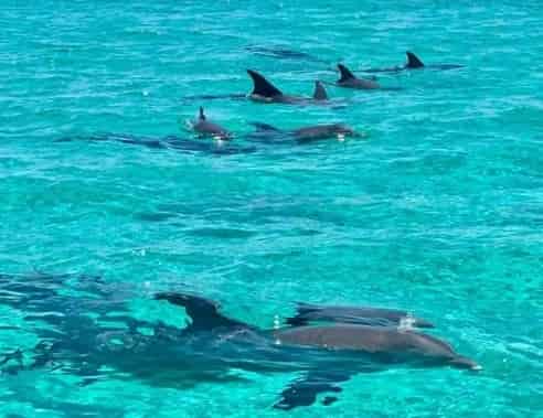 6 Friendly Marine Species of the Gulf Coast (And Where to See Them!)