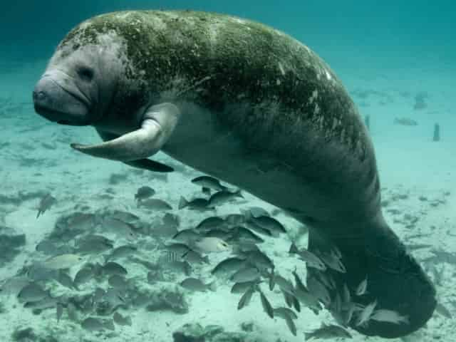 friendly gulf coast manatee